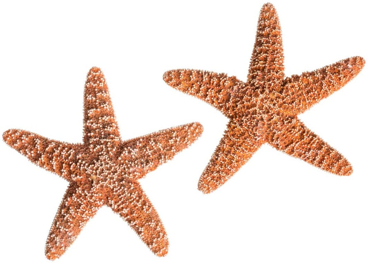 Starfish 2 Real Large Brown Sugar Starfish 6" for Crafts and Decor